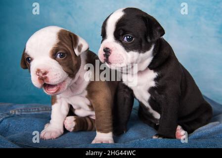 Deux taureaux américains amusants chiots chocolat brun et noir sur fond bleu jeans Banque D'Images