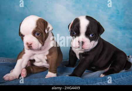 Deux taureaux américains amusants chiots chocolat brun et noir sur fond bleu jeans Banque D'Images