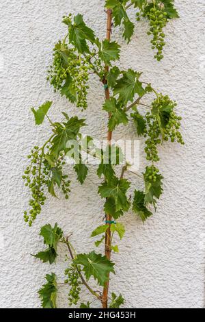 Une vigne grimpant contre un mur blanc avec des raisins en été, Liverdun, France. Banque D'Images