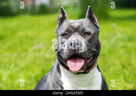 Chien de famille américain bringé de couleur bleue Staffordshire Terrier ou de la ferme AmStaff sur la nature Banque D'Images