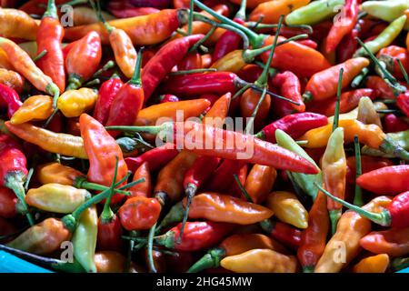 Une collection de piments et une collection d'oignons, des épices qui sont presque toujours dans les cuisines asiatiques. Banque D'Images