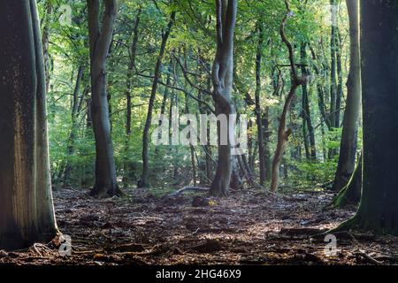 Hêtre entourant un espace ouvert dans une forêt, lumière du soleil qui brille à travers le feuillage et éclairant les feuilles. Banque D'Images