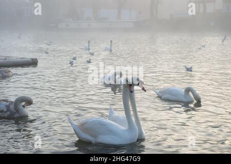 Eton, Windsor, Berkshire, Royaume-Uni.18th janvier 2022.Cygnes courtisés.L'organisme caritatif Swan support nourrissaient ce matin des cygnes à Eton sur la Tamise avec du maïs.Les avis de la zone de contrôle de l'influenza aviaire de la DEFRA sont maintenant en place par la Tamise à Windsor et Eton pour dire aux gens de ne pas nourrir les cygnes et les oiseaux sauvages.Au lieu de cela, Swan support nourrissent les cygnes et les oiseaux deux fois par jour de manière contrôlée afin d'essayer d'arrêter la propagation de la maladie mortelle.Jusqu'à présent, sept cygnes sont morts tragiquement de la grippe aviaire et 26 ont été mis au sommeil par la charité Swan Lifeline à Cuckoo Weir à Eton.Crédit: Maureen Banque D'Images