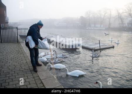 Eton, Windsor, Berkshire, Royaume-Uni.18th janvier 2022.L'organisme caritatif Swan support nourrissaient ce matin des cygnes à Eton sur la Tamise avec du maïs.Les avis de la zone de contrôle de l'influenza aviaire de la DEFRA sont maintenant en place par la Tamise à Windsor et Eton pour dire aux gens de ne pas nourrir les cygnes et les oiseaux sauvages.Au lieu de cela, Swan support nourrissent les cygnes et les oiseaux deux fois par jour de manière contrôlée afin d'essayer d'arrêter la propagation de la maladie mortelle.Jusqu'à présent, sept cygnes sont morts tragiquement de la grippe aviaire et 26 ont été mis au sommeil par la charité Swan Lifeline à Cuckoo Weir à Eton.Crédit : Maureen McLean/Alay Li Banque D'Images