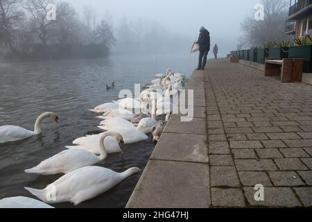 Eton, Windsor, Berkshire, Royaume-Uni.18th janvier 2022.L'organisme caritatif Swan support nourrissaient ce matin des cygnes à Eton sur la Tamise avec du maïs.Les avis de la zone de contrôle de l'influenza aviaire de la DEFRA sont maintenant en place par la Tamise à Windsor et Eton pour dire aux gens de ne pas nourrir les cygnes et les oiseaux sauvages.Au lieu de cela, Swan support nourrissent les cygnes et les oiseaux deux fois par jour de manière contrôlée afin d'essayer d'arrêter la propagation de la maladie mortelle.Jusqu'à présent, sept cygnes sont morts tragiquement de la grippe aviaire et 26 ont été mis au sommeil par la charité Swan Lifeline à Cuckoo Weir à Eton.Crédit : Maureen McLean/Alay Li Banque D'Images