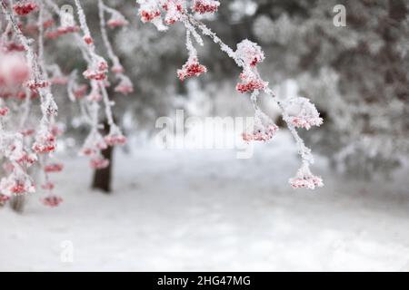 Fines brindilles de rowan rouge entièrement couvertes de gel avec des sapins flous en arrière-plan en journée.Cueillette de baies saines en hiver.Merveilleux Banque D'Images