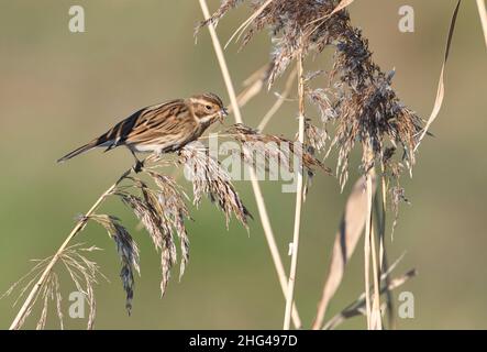 Des femelles qui se nourrissent de têtes de graines de roseau Phragmites (Emberiza schoeniclus).Cette personne a été encerclée (=baguée en Amérique du Nord) Banque D'Images