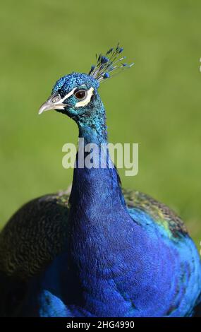 Peacock indien (Peafowl mâle - Pavo cristatus) à Holland Park, Londres, Royaume-Uni Banque D'Images
