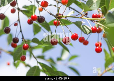 Cerises mûres sur les branches des arbres.Fruits rouges frais dans le jardin d'été à la campagne Banque D'Images