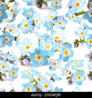 Magnifique motif de fleurs bleu Forget-me-nots sans couture sur fond blanc.Texture florale pour le design, le textile et l'arrière-plan. Banque D'Images