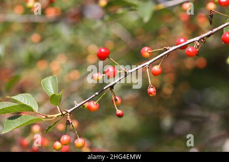 Cerises mûres sur les branches des arbres.Fruits rouges frais dans le jardin d'été à la campagne Banque D'Images