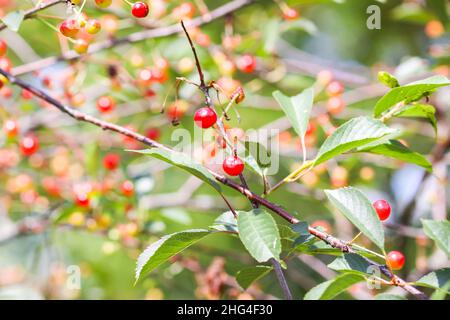 Cerises mûres sur les branches des arbres.Fruits rouges frais dans le jardin d'été à la campagne Banque D'Images