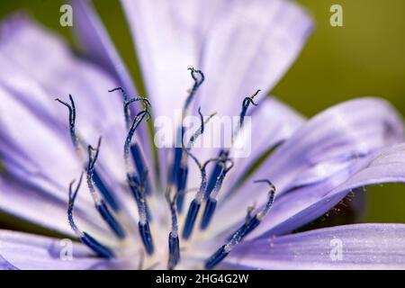 Cichorium Intybus fleur en croissance dans le pré, pousse gros plan Banque D'Images