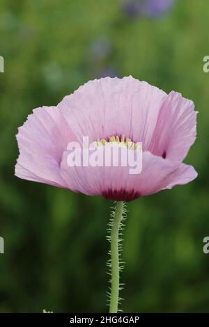 gros plan d'une belle fleur de somniferum de papaver avec accent sur le nœud de fruit Banque D'Images