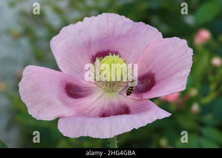 Gros plan d'un survole se nourrissant du pollen et du nectar d'une fleur de pavot à opium, fond naturel flou Banque D'Images