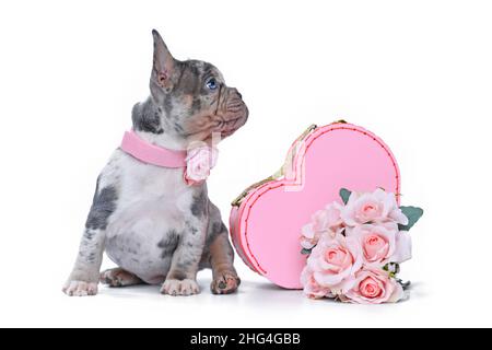 Mignon chien de taureaux français merle chiot dans la boîte de coffre de la Saint-Valentin en forme de coeur rose avec roses sur fond blanc Banque D'Images