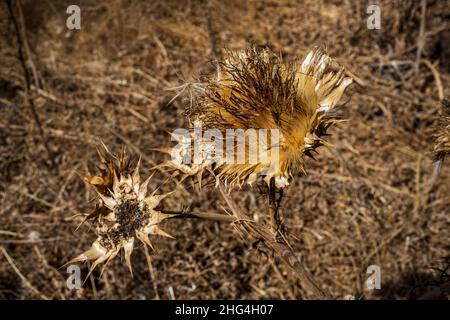 Artichaut Cynara cardunculus graines de chardon sauvage croissant à Tenerife, Îles Canaries, Espagne Banque D'Images