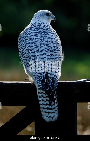 Gyrfalcon blanc Banque D'Images