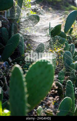 Photo verticale du cactus sauvage couvert de toiles d'araignée à Madère, Portugal Banque D'Images