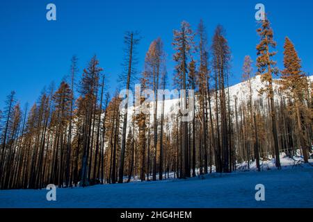 Les séquelles du feu de Caldor hiver 2022. Banque D'Images