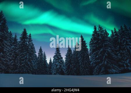 Aurora borealis.Lumières du Nord dans la forêt d'hiver.Ciel aux lumières polaires et étoiles.Paysage nocturne d'hiver avec aurora et forêt de pins.Concept de voyage Banque D'Images