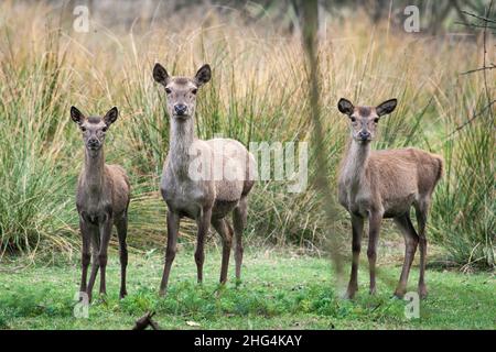 Cerf rouge sauvage dans la réserve naturelle de Mésola, Ferrara, Italie - c'est une espèce protégée autochtone, le cerf de Mésola, le dernier en territoire italien - Banque D'Images