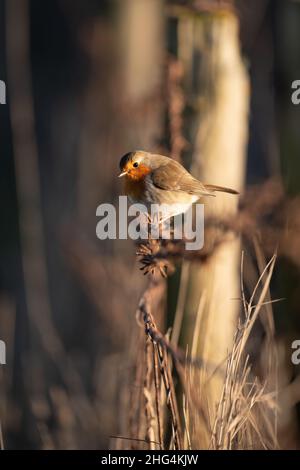 Un voleur européen, erithacus rubecula, perché sur une clôture barbelée au Royaume-Uni Banque D'Images