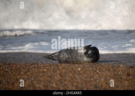 Un phoque gris, Halichorerus grypus, sur une plage de galets au soleil avec des vagues qui s'écrasant en arrière-plan Banque D'Images