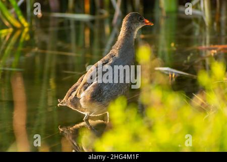 Gallinula chloropus oiseau debout dans l'eau, Stankow, Pologne Banque D'Images