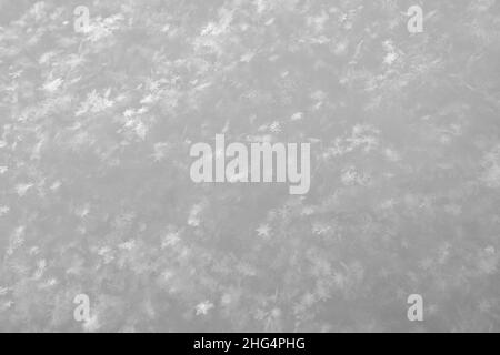 Des cristaux de flocons de neige brillent dans les rayons du soleil, sur la neige moelleuse, lors d'un hiver glacial.Copier l'espace.Photo en noir et blanc. Banque D'Images