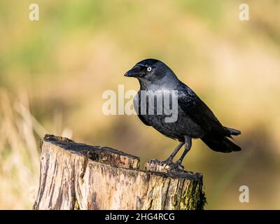 Un choucas dans mid Wales Banque D'Images