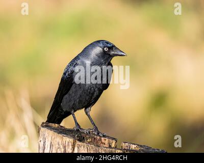 Un choucas dans mid Wales Banque D'Images