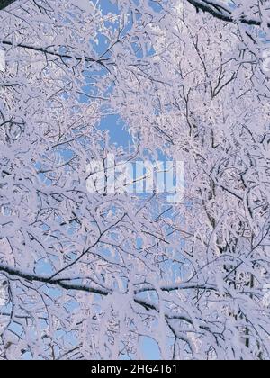 Branches d'arbres enneigées en bonnicontre.Vue à angle bas des branches d'arbres dans la neige contre le ciel bleu. Banque D'Images