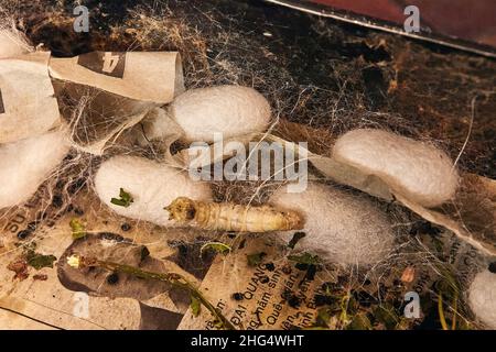 Cocons de Silkworm (Bombys mori) sur cadre en bois, production de fil de soie. Banque D'Images