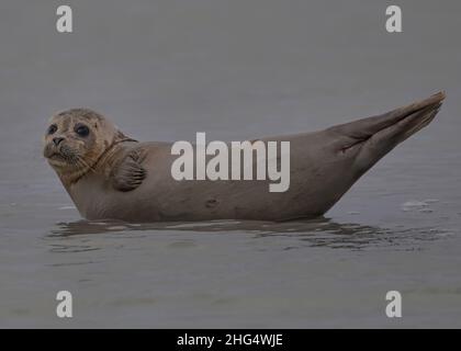 Les phoques de la Baie de somme, font face au Hourdel et vus du Crotoy. Banque D'Images