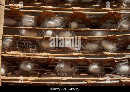 Cocons de Silkworm (Bombys mori) sur cadre en bois, production de fil de soie. Banque D'Images