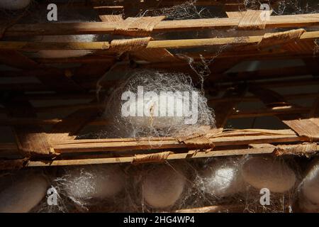 Cocons de Silkworm (Bombys mori) sur cadre en bois, production de fil de soie. Banque D'Images