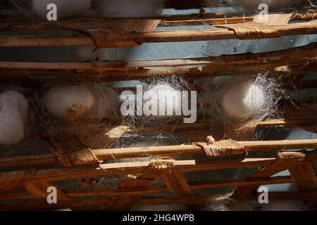 Cocons de Silkworm (Bombys mori) sur cadre en bois, production de fil de soie. Banque D'Images