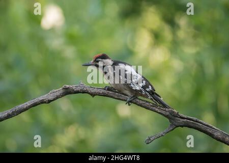 Bois de pêche syrien (Dendrocopos syriacus), jeune assis sur la branche, parc national de Hortobágy, Hongrie Banque D'Images