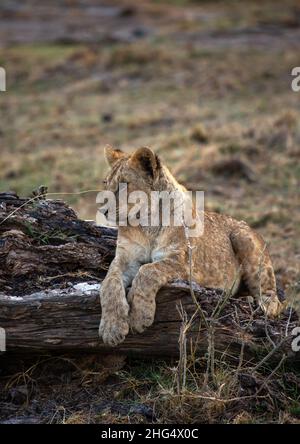 Lion Cub, Comté de Kajiado, Amboseli, Kenya Banque D'Images