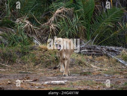 Roaring de lioness, Comté de Kajiado, Amboseli, Kenya Banque D'Images