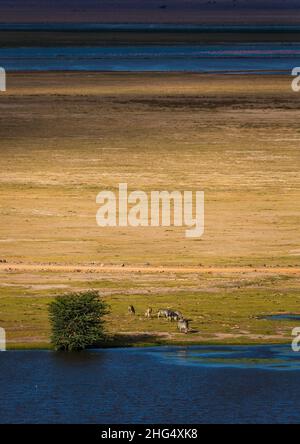 Zèbres dans un paysage marécageux, Comté de Kajiado, Amboseli, Kenya Banque D'Images