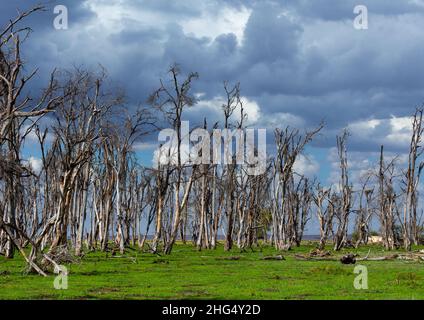 Arbres DED dans les prairies, comté de Kajiado, Amboseli, Kenya Banque D'Images