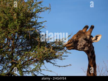 Girafe mangeant arbre, province de la Côte, parc national de Tsavo West, Kenya Banque D'Images