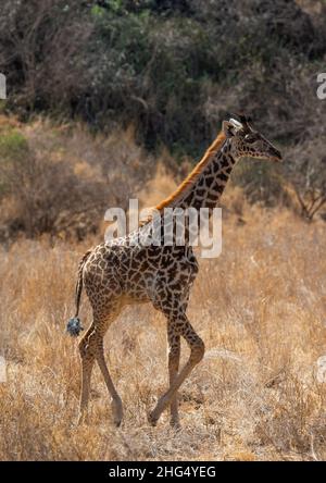Baby Giraffe, province côtière, parc national de Tsavo West, Kenya Banque D'Images
