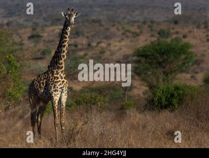 Girafe dans le Bush, province côtière, parc national de Tsavo West, Kenya Banque D'Images