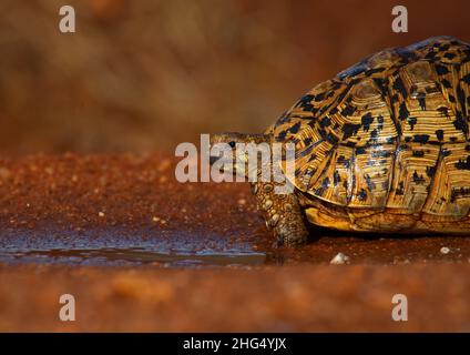 Tortue léopard (Geochelone pardalis), province côtière, parc national de Tsavo West, Kenya Banque D'Images