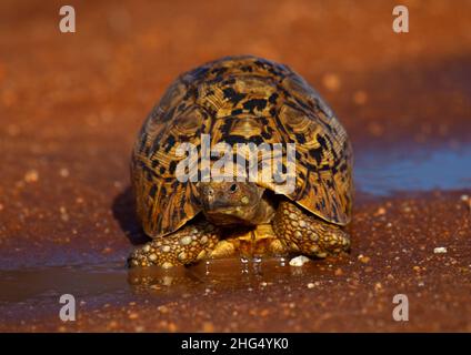 Tortue léopard (Geochelone pardalis), province côtière, parc national de Tsavo West, Kenya Banque D'Images