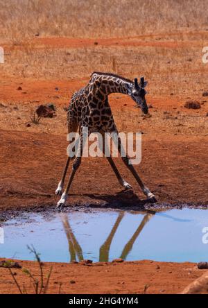 Girafe buvant dans un étang, province de la côte, parc national de Tsavo West, Kenya Banque D'Images