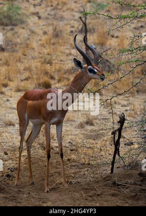 Gerenuk (Litocranius walleri), province côtière, parc national de Tsavo West, Kenya Banque D'Images